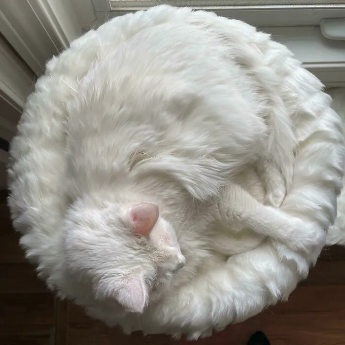 My Girlfriend's Cat That Blends Into His Bed