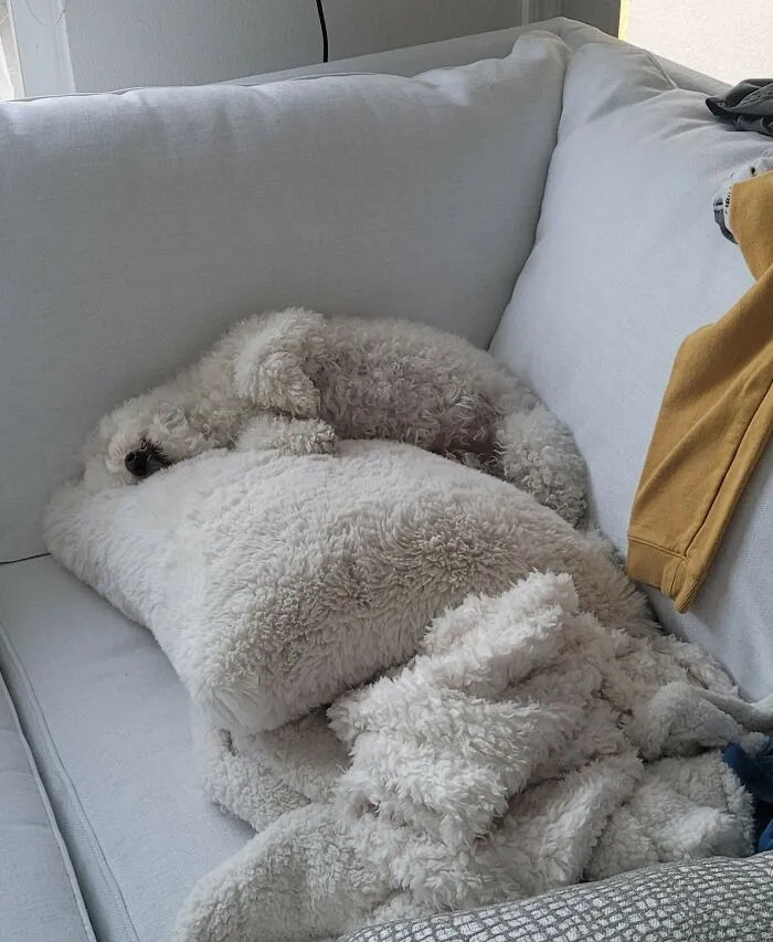 Almost Sat On My Dog Accidentally