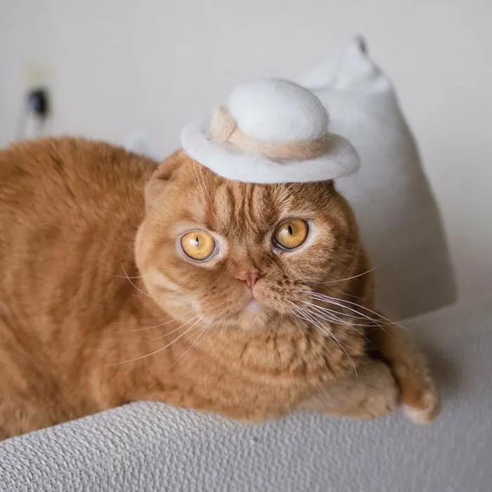 32 Adorable Feline Hats And Wigs This Japanese Couple Made From Naturally Shed Cats' Fur