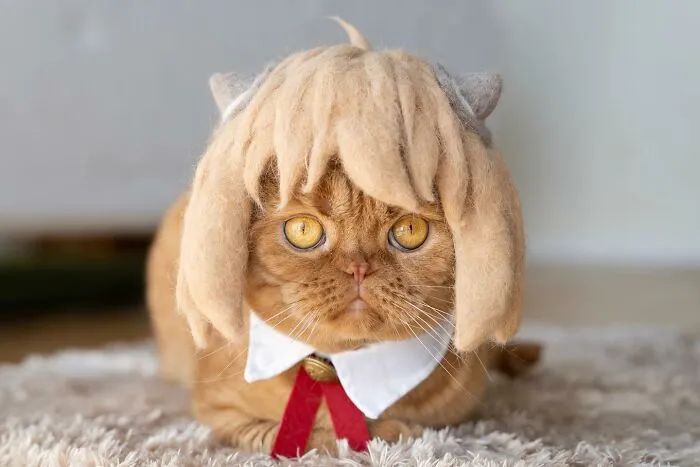 32 Adorable Feline Hats And Wigs This Japanese Couple Made From Naturally Shed Cats' Fur