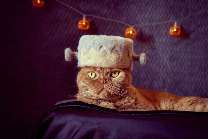 32 Adorable Feline Hats And Wigs This Japanese Couple Made From Naturally Shed Cats' Fur