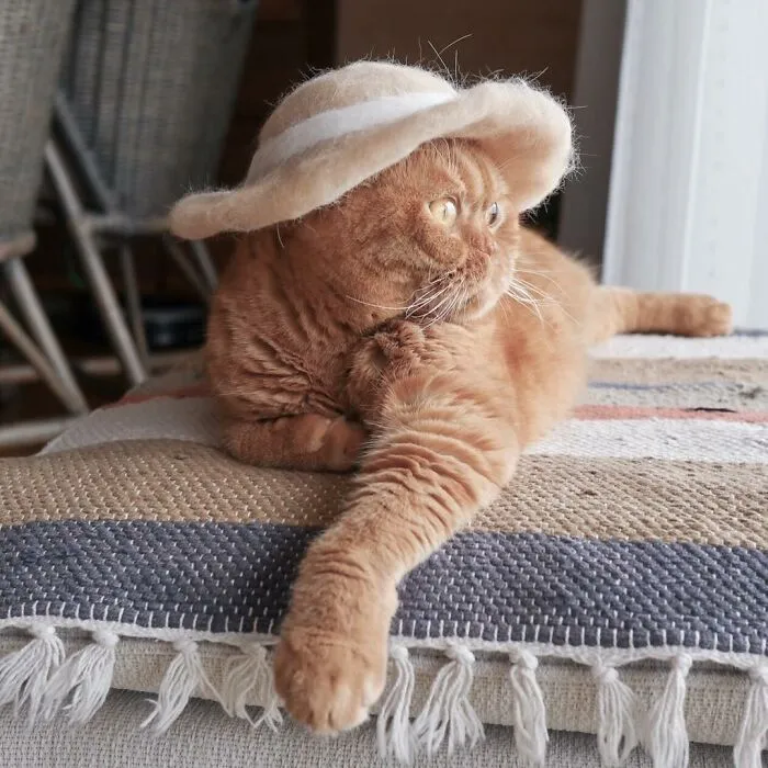 32 Adorable Feline Hats And Wigs This Japanese Couple Made From Naturally Shed Cats' Fur