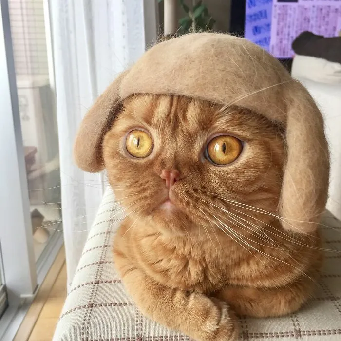 32 Adorable Feline Hats And Wigs This Japanese Couple Made From Naturally Shed Cats' Fur