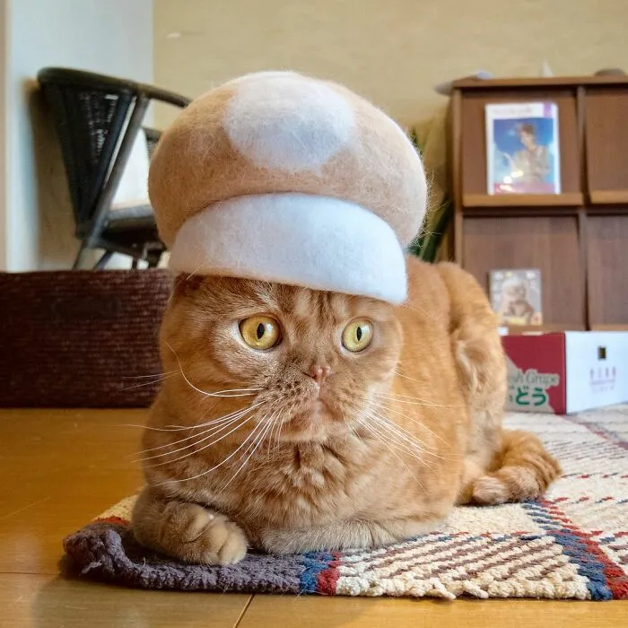 32 Adorable Feline Hats And Wigs This Japanese Couple Made From Naturally Shed Cats' Fur