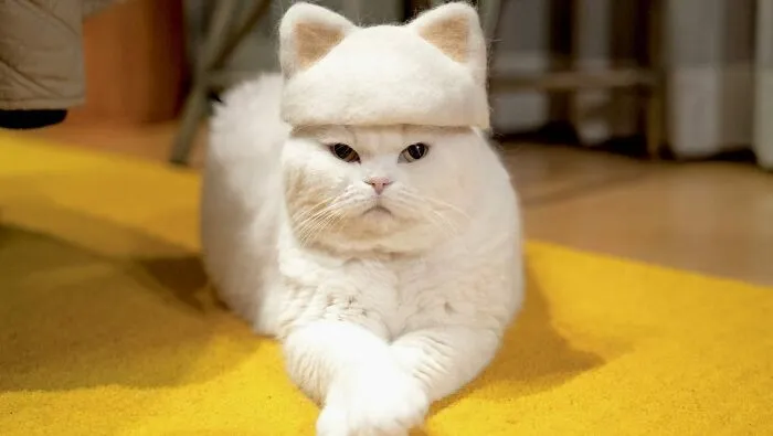 32 Adorable Feline Hats And Wigs This Japanese Couple Made From Naturally Shed Cats' Fur