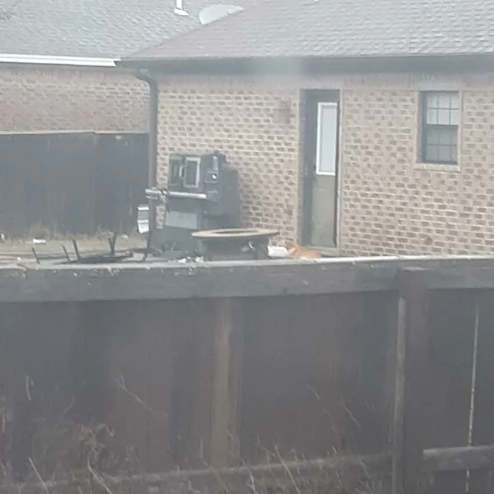 My Neighbors Leave Their Dog Outside But Bring Their 2 Chihuahuas Inside Everytime It Rains