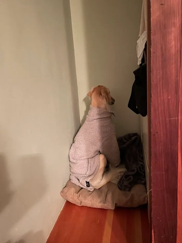 Our Sweet 7-Year-Old Dog Has A New Fireworks Phobia, Thanks To The Neighbor Who Just Had To Shoot Illegal Fireworks Off Above Our House