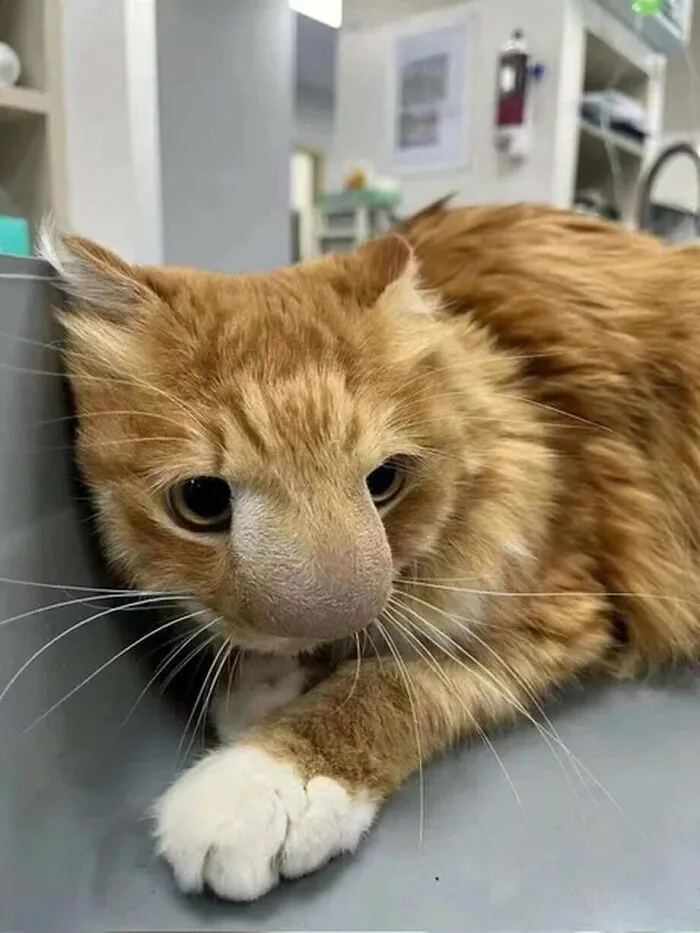 Kitty vs. Bee