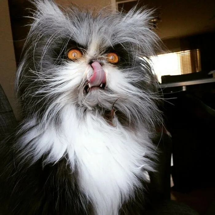 Awwww, He's So Fluffy!