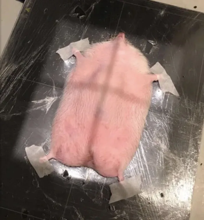 Haciendo una radiografía a un erizo
