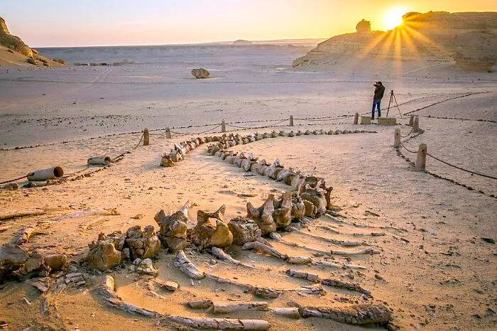 Million-Years-Old Whale Fossil Found In The Sahara Desert