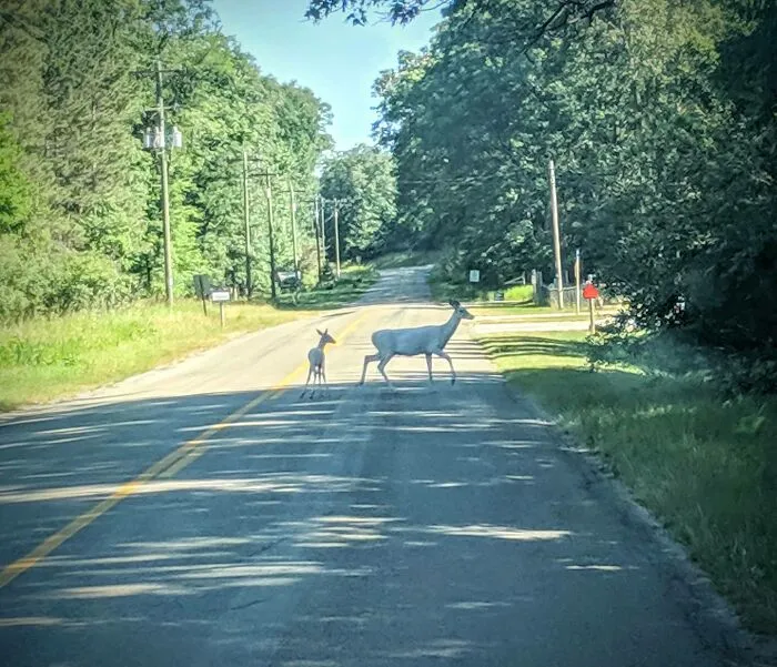 There's A 1 In 20,000 Chance Of An Albino Doe Giving Birth To An Albino Fawn. I Spotted Such A Pair On A Recent Camping Trip
