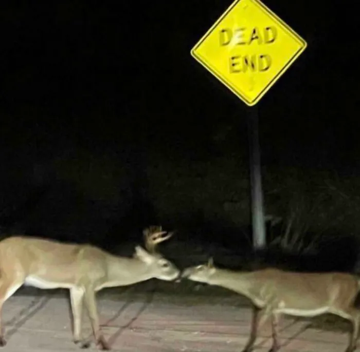 I Was Taking A Photo Of A Deer On A Trip And Another Deer Came Out And Smooched It