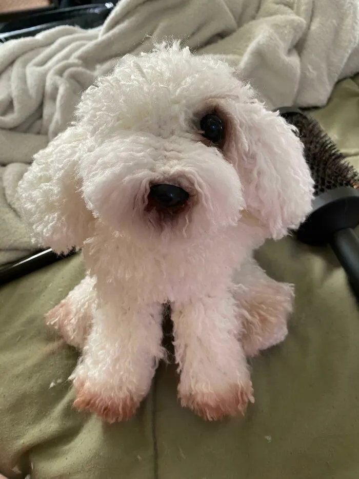 My Friends Dog Passed So I Crocheted Her A Loving Reminder! ♥️