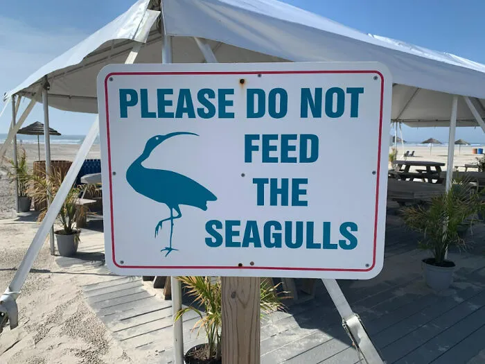 Mate, I Don't Think That's A Seagull