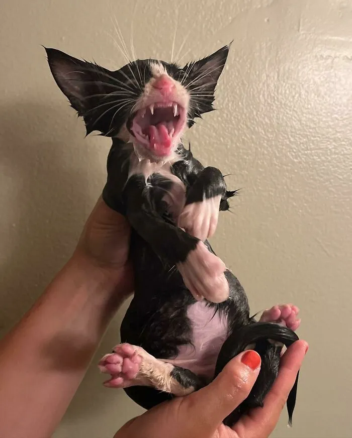 Upset He Had To Take A Bath After Living In A Sewer Drain For 5 Days