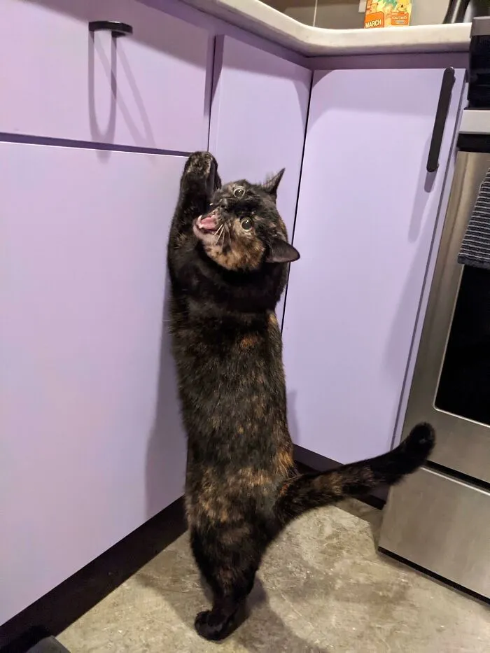 Pets, Please!