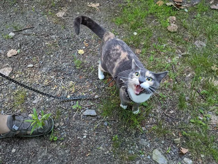 Tortitude Because I Wouldn't Let Her Pick The Path She Wanted
