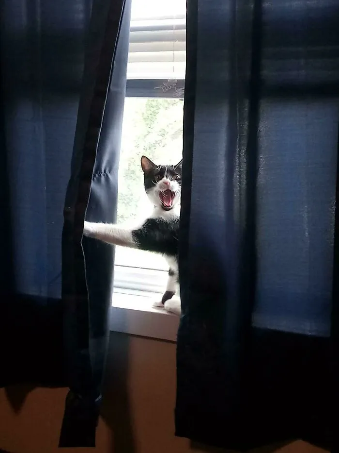 How Our Cat, Millie, Lets Us Know Someone Is Here