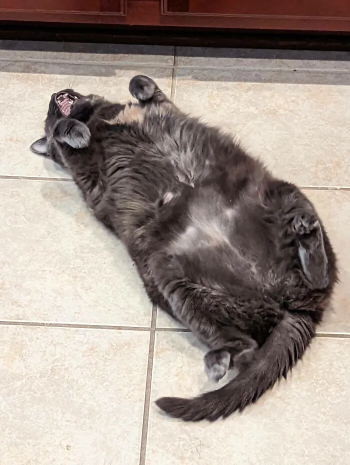 The Fat One Begging For Food