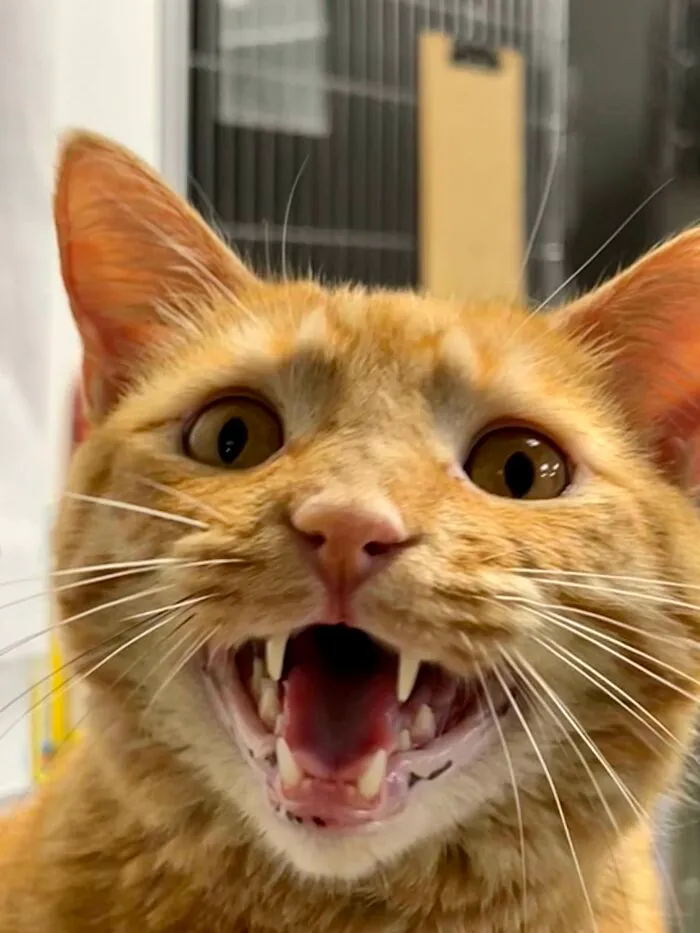 Tigger Is Once Again Asking That You Adopt Him From Pet Refuge In South Bend, In, USA