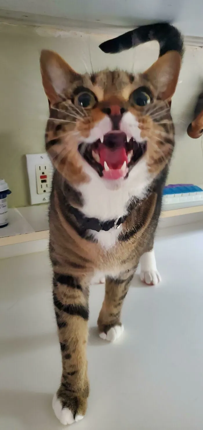 Mid Treat Demand