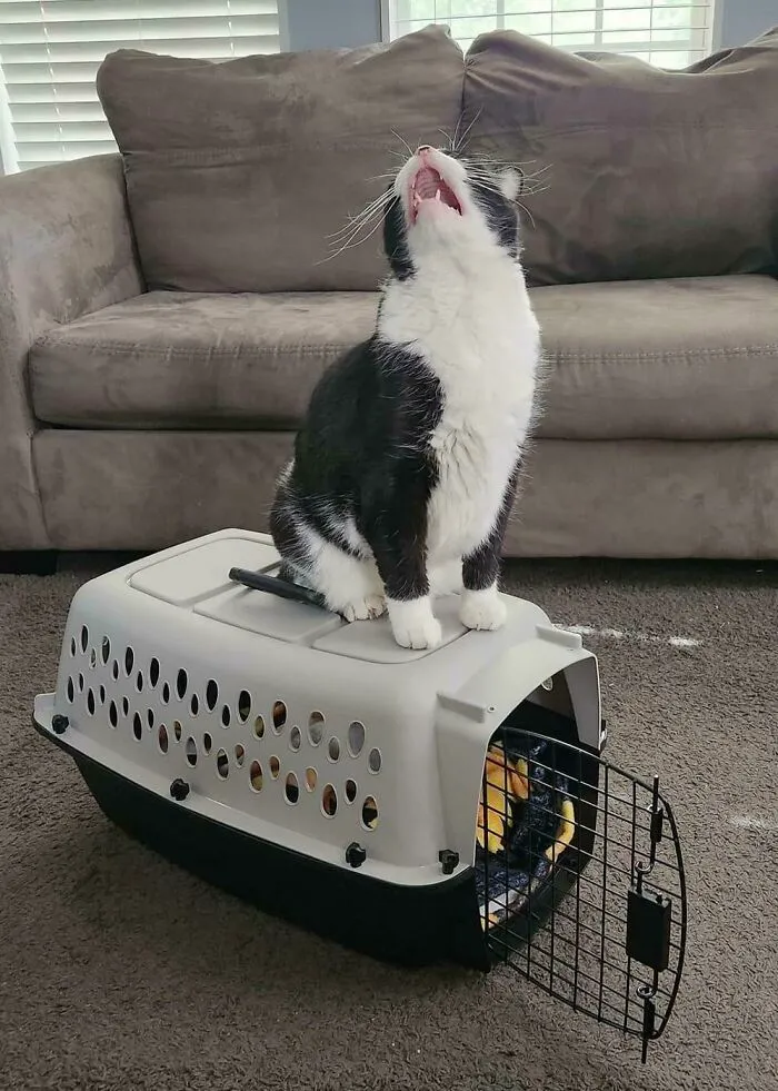 My Brother’s Cat, Speedy, Letting Everyone Know How He Feels About His Carrier!