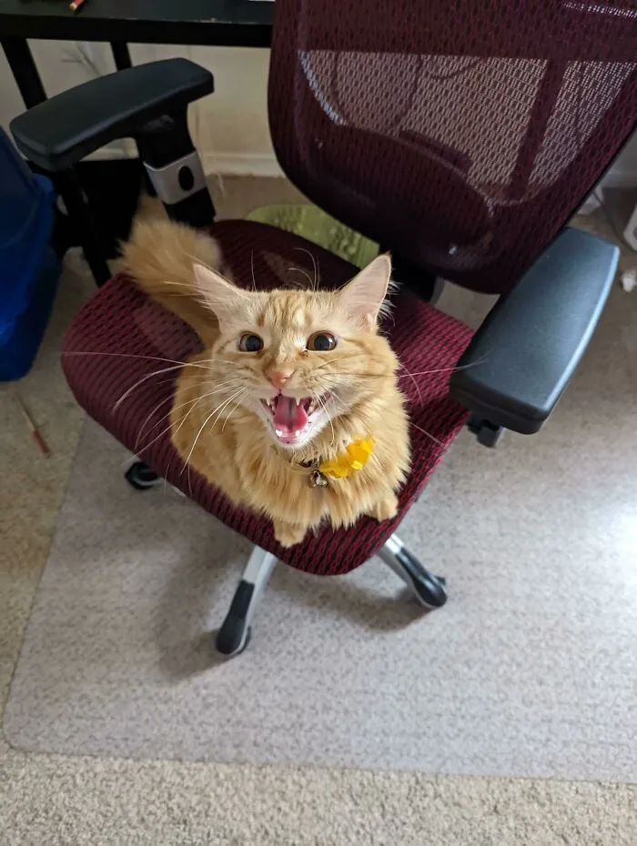 Jinx Never Fails To Remind Me About Dinnertime