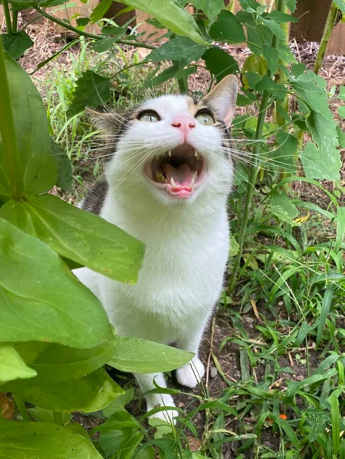 He Likes To Hide In The Tall Grass But Gets Mad If You Find Him