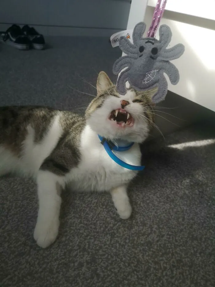 I Took In A Stray And Oh Boy Is He A Screamer. Meet Miso, The Neediest Stray You'll Ever See