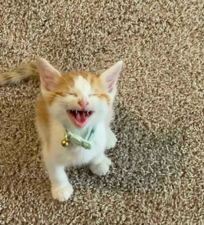 Hell Hath No Fury Like A Hungry Kitten