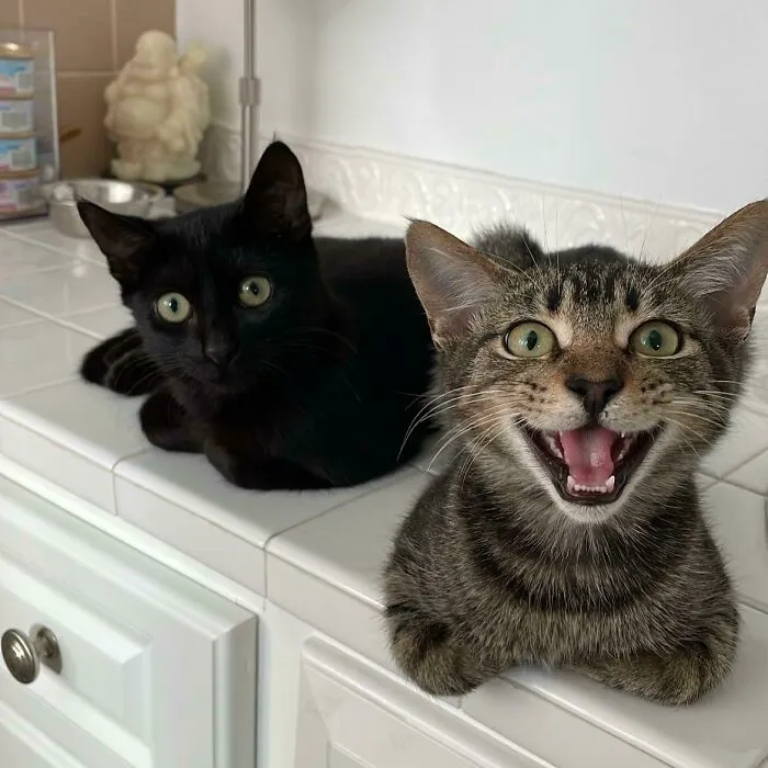 Screaming In The Bathroom