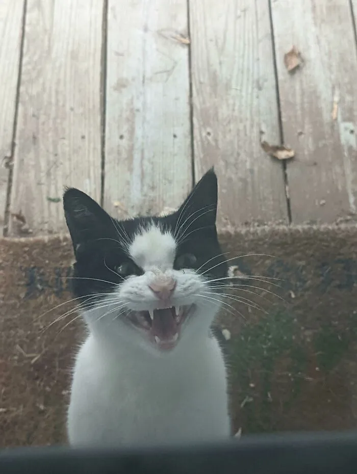 The Stray I've Been Feeding For Six Months Demands A Comfy Bed Inside