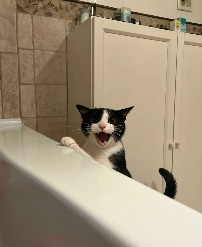 Harley Quinn Is Very Concerned About Humans Taking Baths