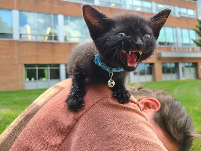 Tiny Man Yelling For All The World To Hear