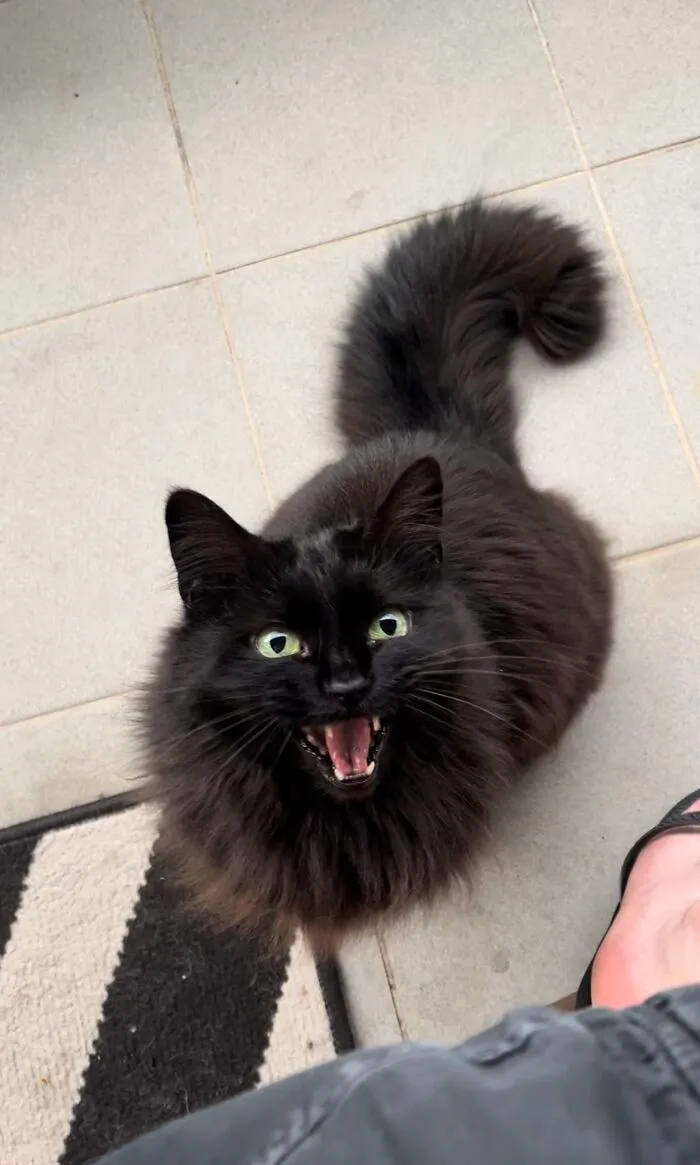 I Cannot Eat Cheese In Peace
