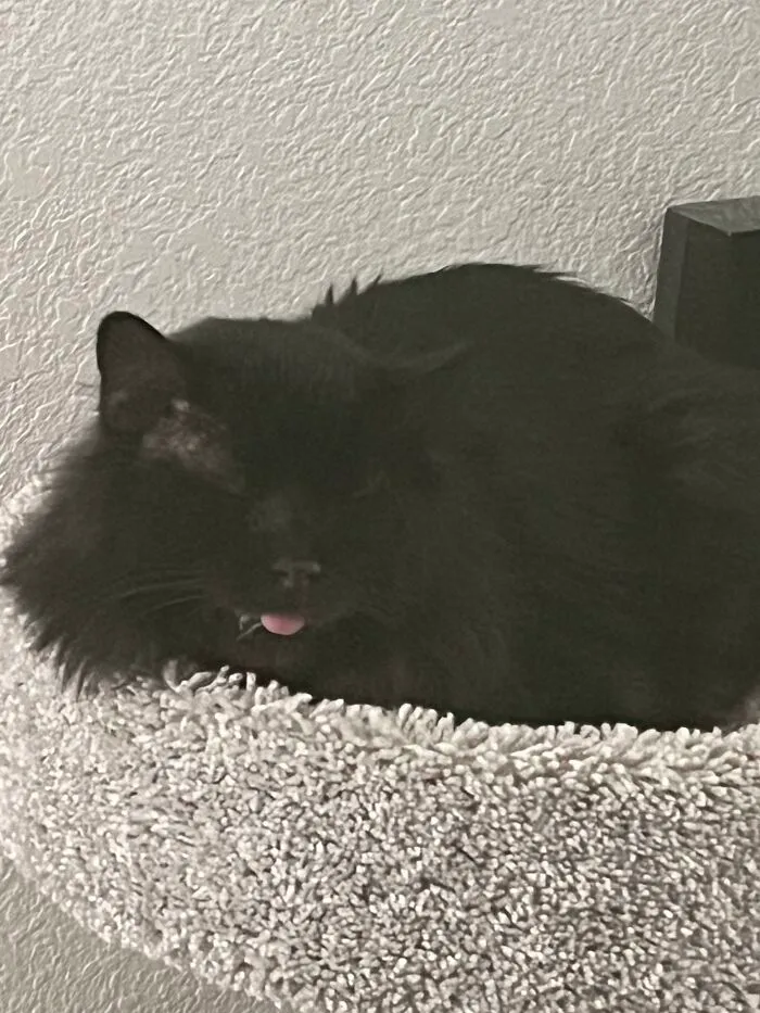 Adopted James. He’s About 5 Years Old. He Has Stomatitis And Had To Have All His Teeth Pulled. His Tongue Sticks Out All The Time. He Lost All Of His Hair. It Has Grown Back Except By His Ears. He Has To Take Two Medicines Daily Forever. But, He’s Got A Forever Home To Do It In