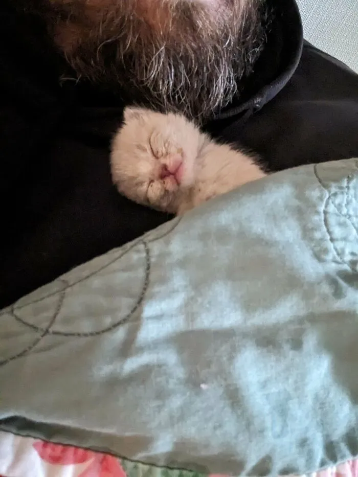 Rural Rescue Kitten