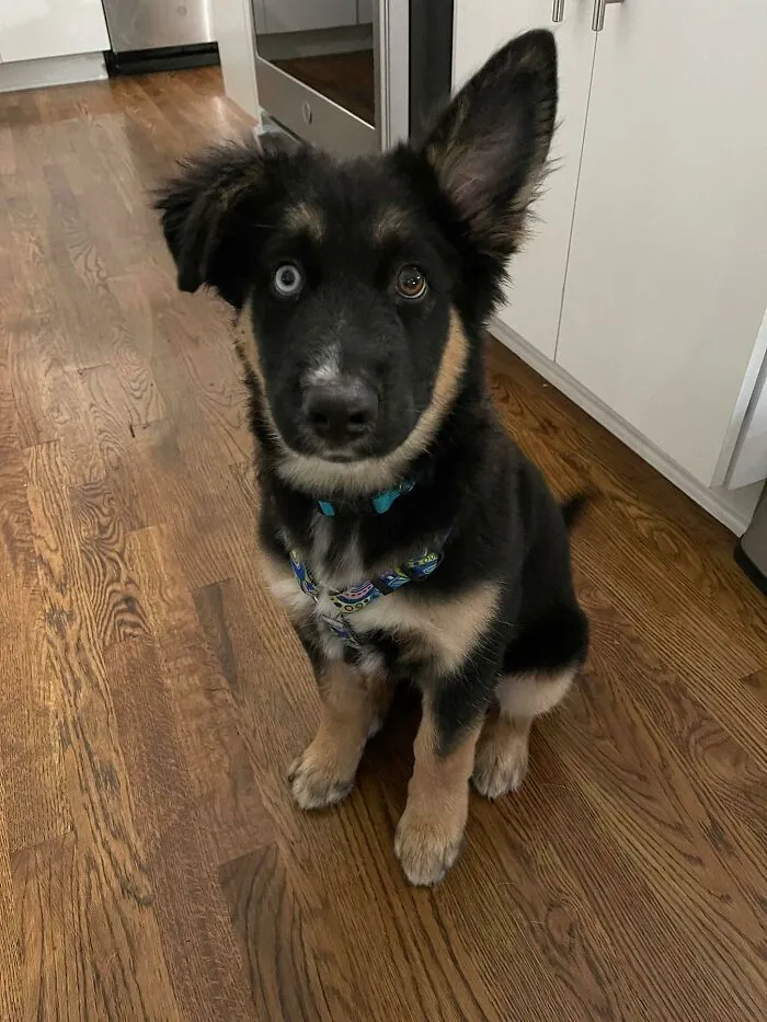 Cosmo The Dog. Can You Believe He Was A Rescue?!