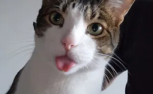 “I Haven’t Felt This Happy In A Long While”: 50 People Show Their Adorable Adopted Critters