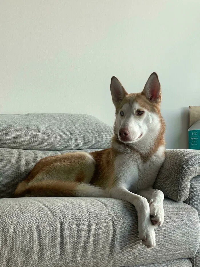 My Newly Adopted Dog. She’s Very Energetic And Playful. Loves The Ocean