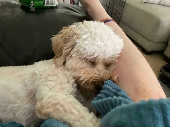 I Adopted Him 72 Hours Ago, I’m Already In Love