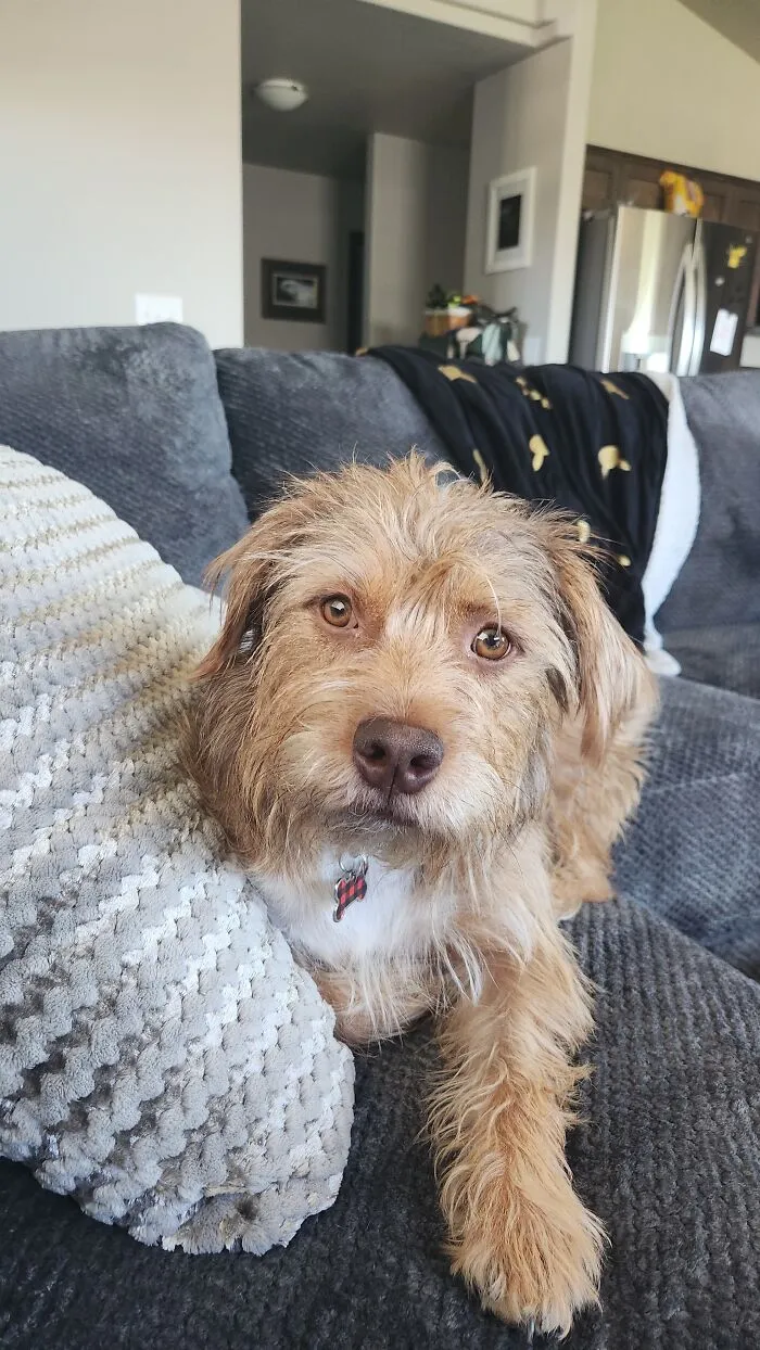 Meet Teddy. He Was A Surrender To A Local Shelter Because Of "Behaviors". Their Loss. Just Goes To Show Any Dog Can Be A Good Dog With Training And Love