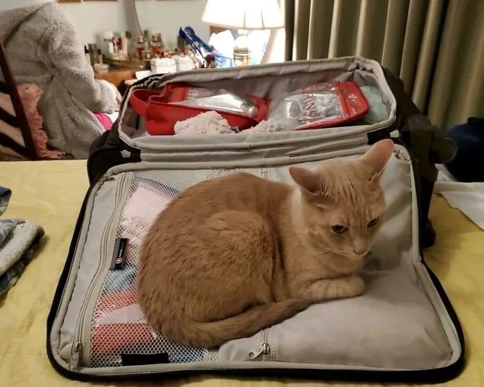 To Stop His Mom From Going On Vacation