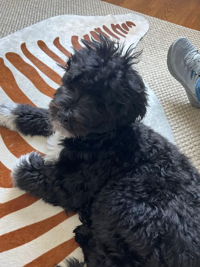 Doggooooo
