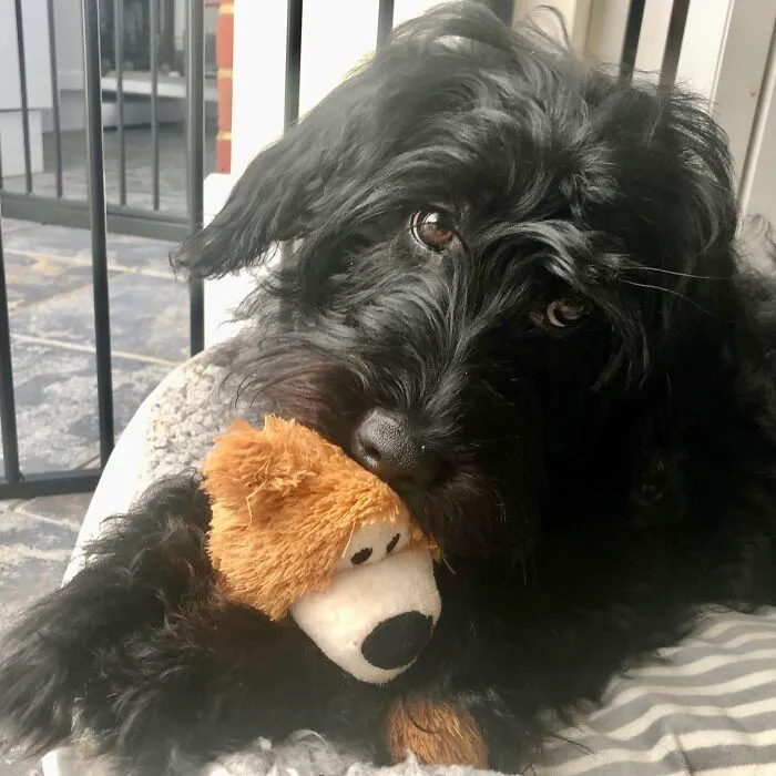Luna Loves Her Bear