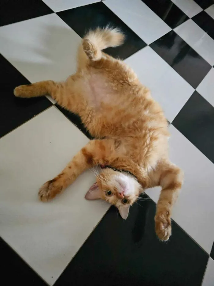 This Is Boi, I Adopted Him During Covid (He Actually Found Me And Decided To Stay During Covid Lockdown) And He Is An Official Fip Survivor For A Year!