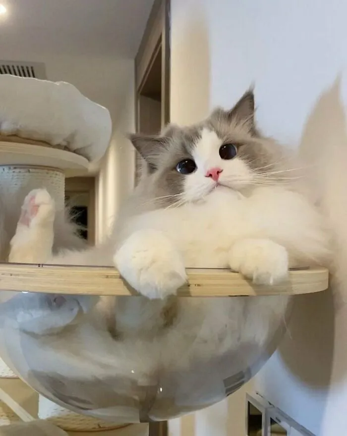 33 Compelling Reasons “Why You Should Get A Cat”