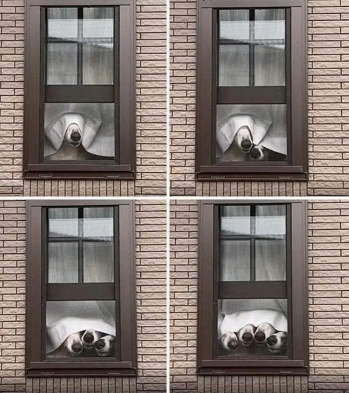 The Funniest Canine Surveillance