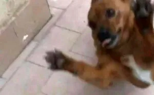 50 Dog Memes Guaranteed To Make You Smile